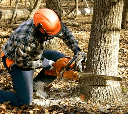 Tree Removal in Fort Blackmore, VA